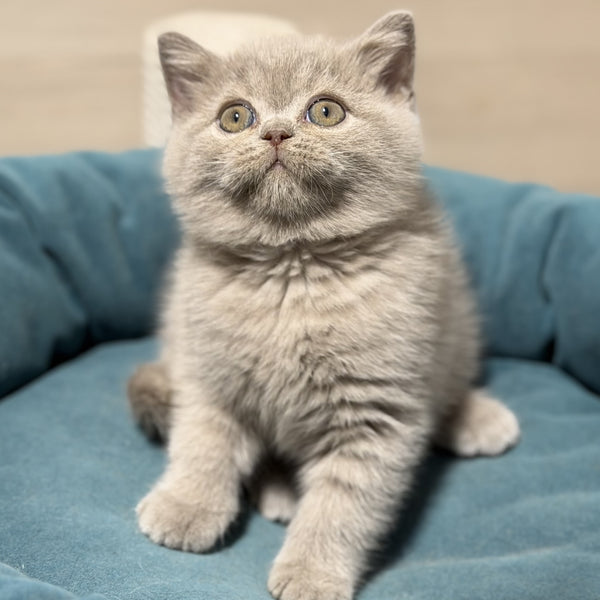 Snoopy British Shorthair male, lilac