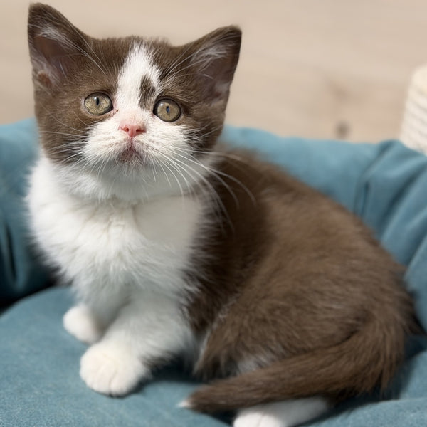 Semi British Shorthair male, chocolate bicolour
