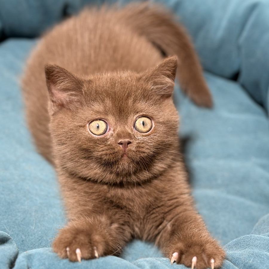 Seymour British Shorthair male, chocolate