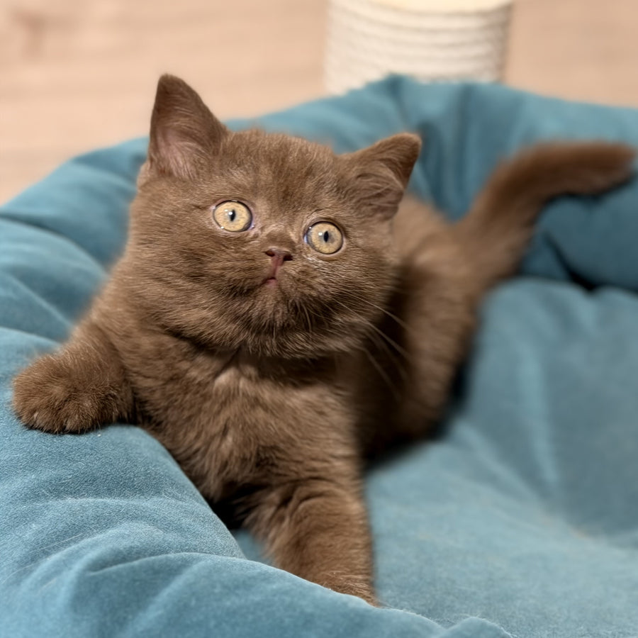 Seymour British Shorthair male, chocolate