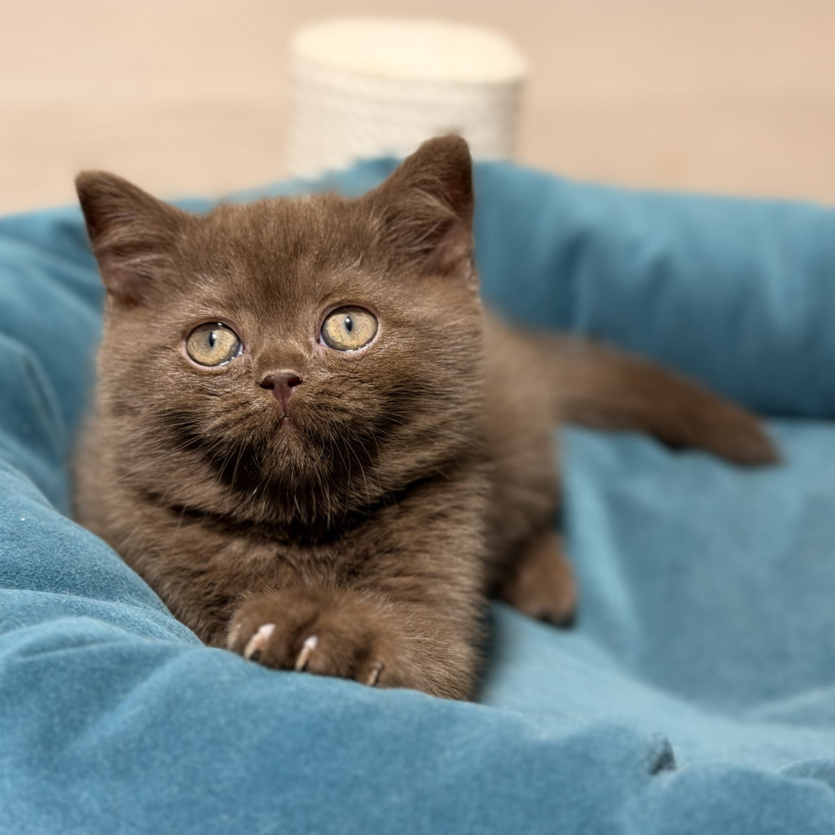 Seymour British Shorthair male, chocolate