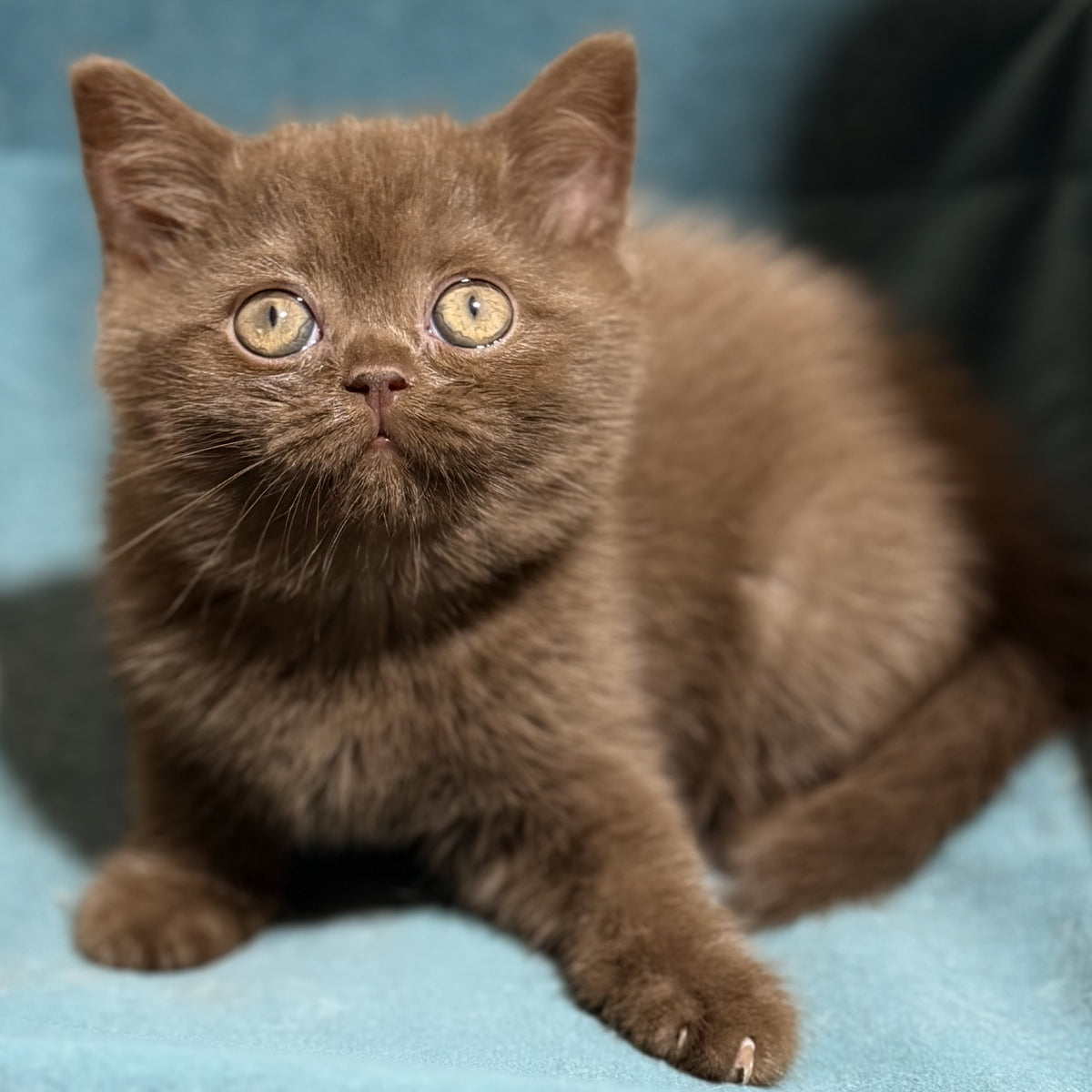 Seymour British Shorthair male, chocolate
