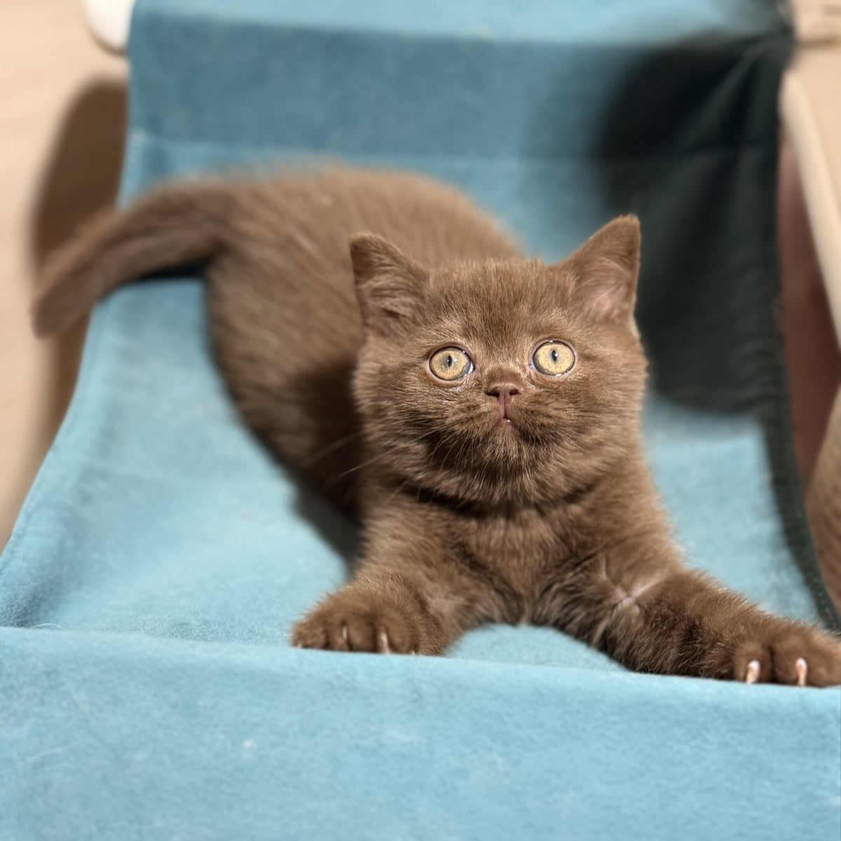 Seymour British Shorthair male, chocolate