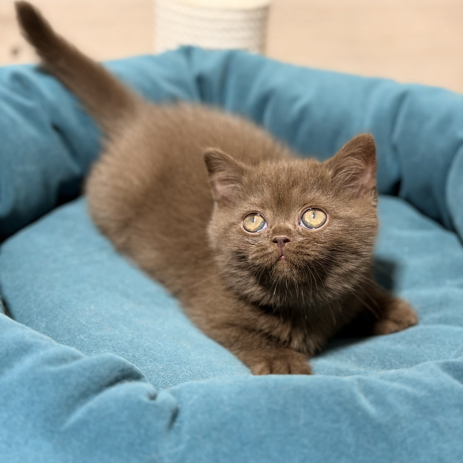 Seymour British Shorthair male, chocolate
