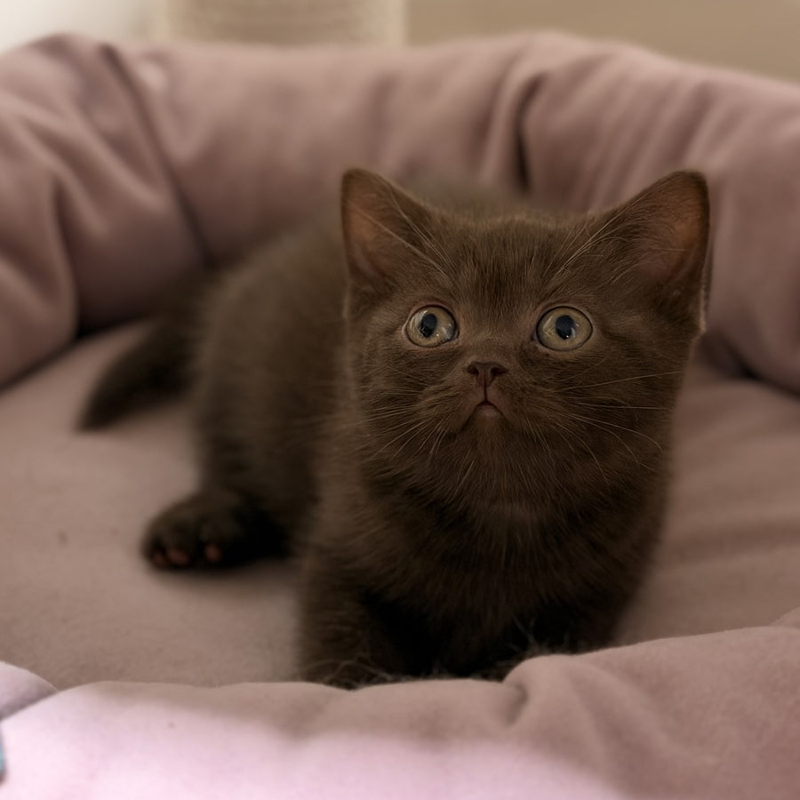 Sheldon British Shorthair male, chocolate