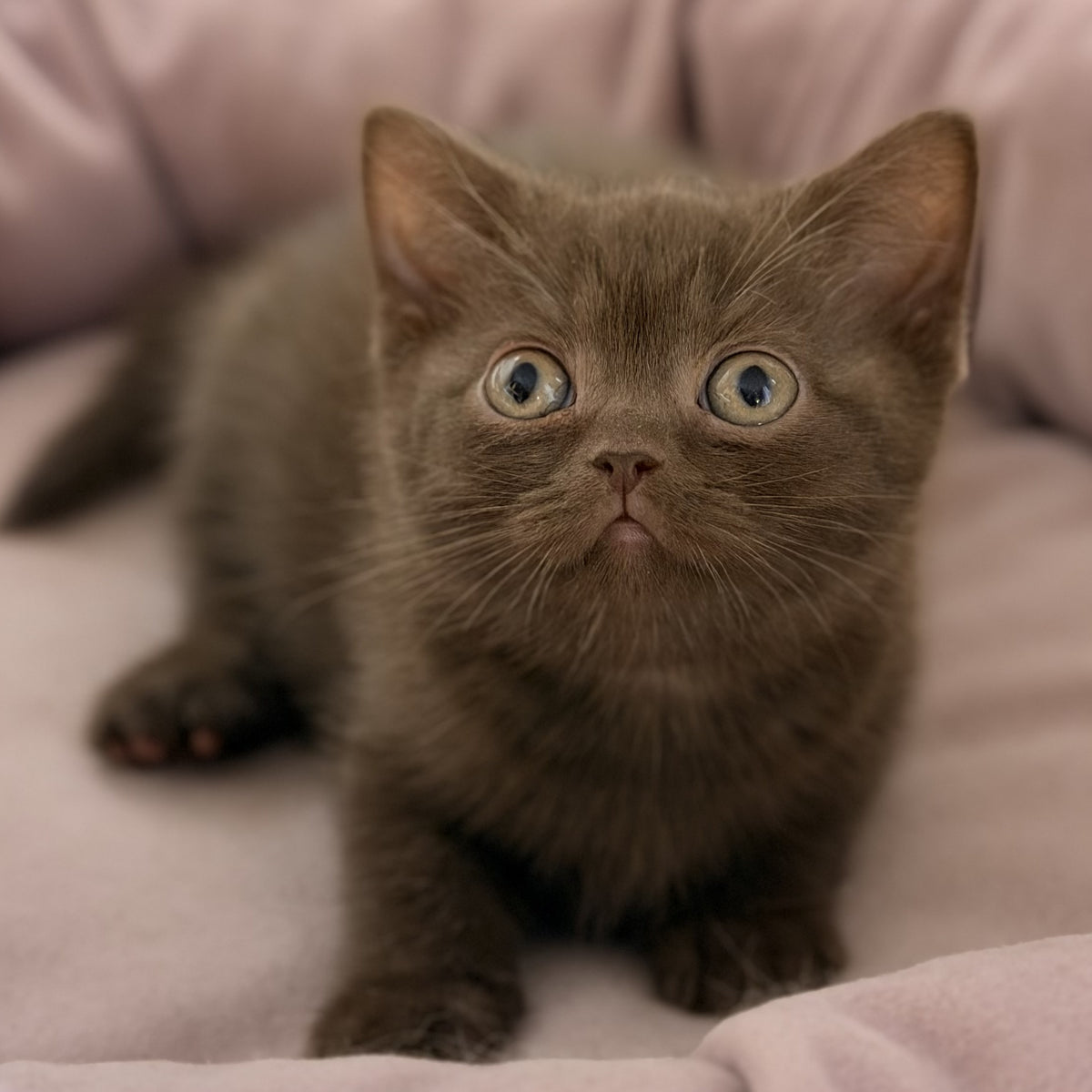 Sheldon British Shorthair male, chocolate