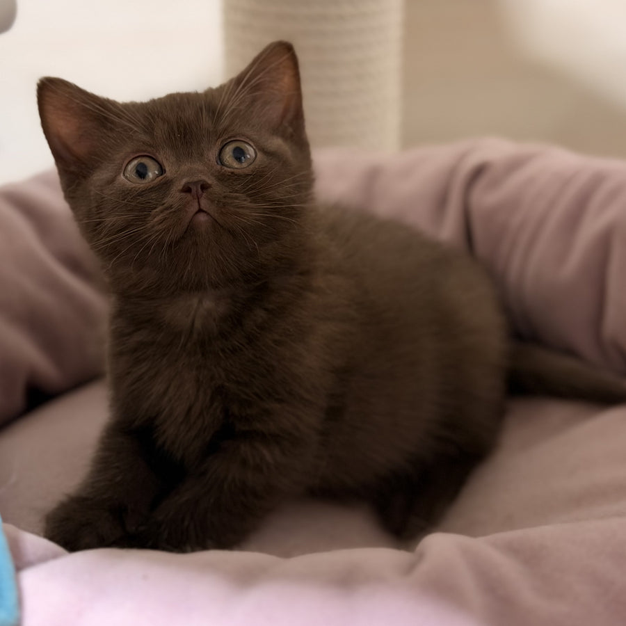 Sheldon British Shorthair male, chocolate