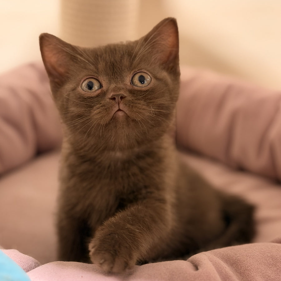 Sheldon British Shorthair male, chocolate