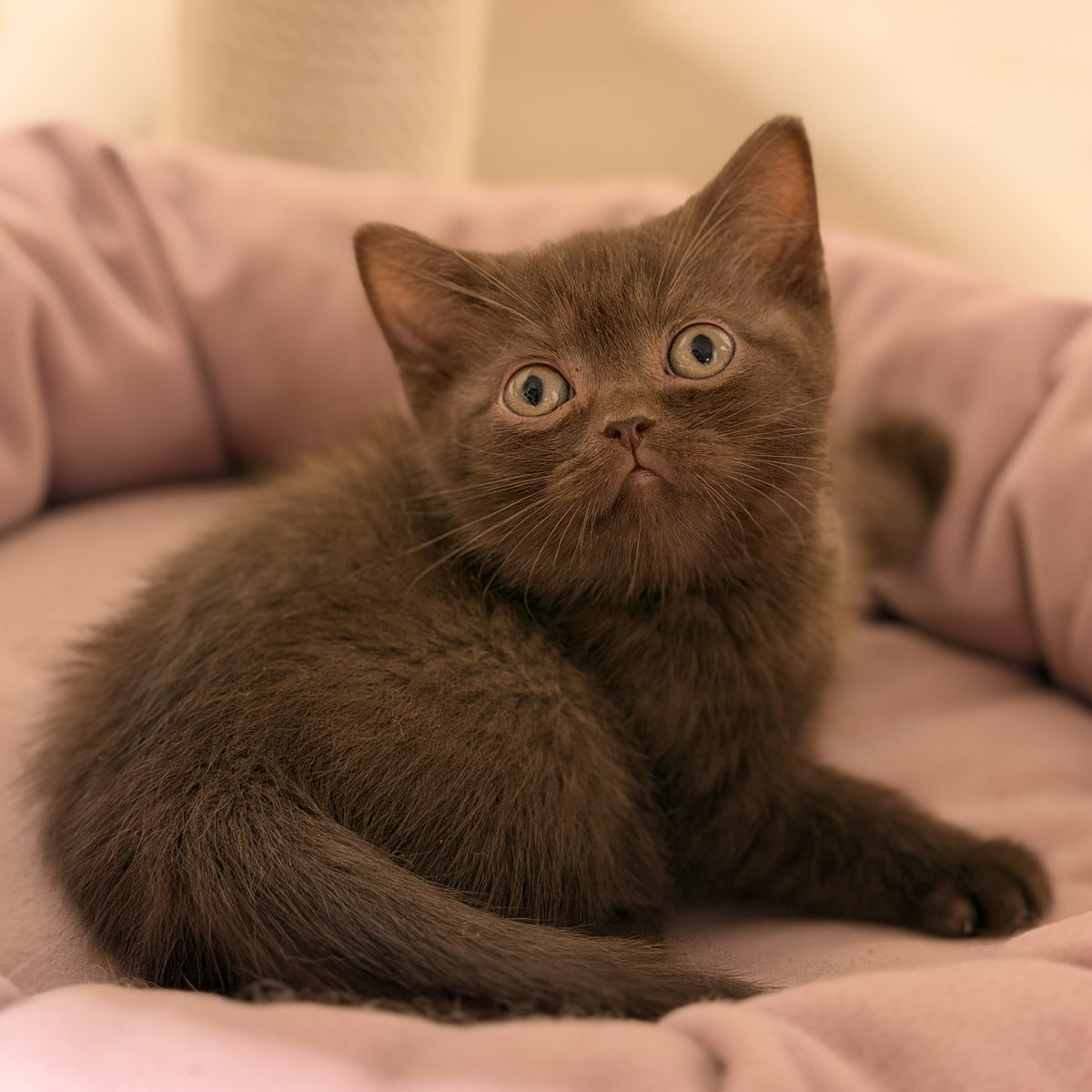 Sheldon British Shorthair male, chocolate