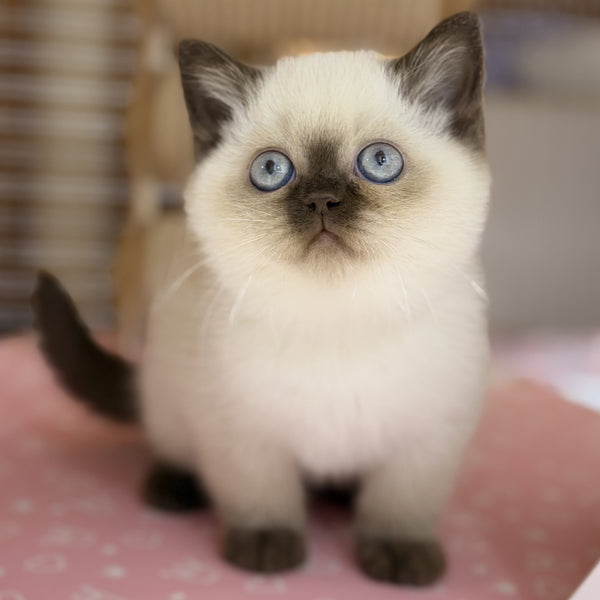 Seymour British Shorthair male, chocolate pointed