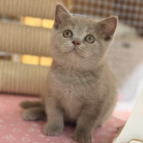 Shanti British Shorthair male, lilac