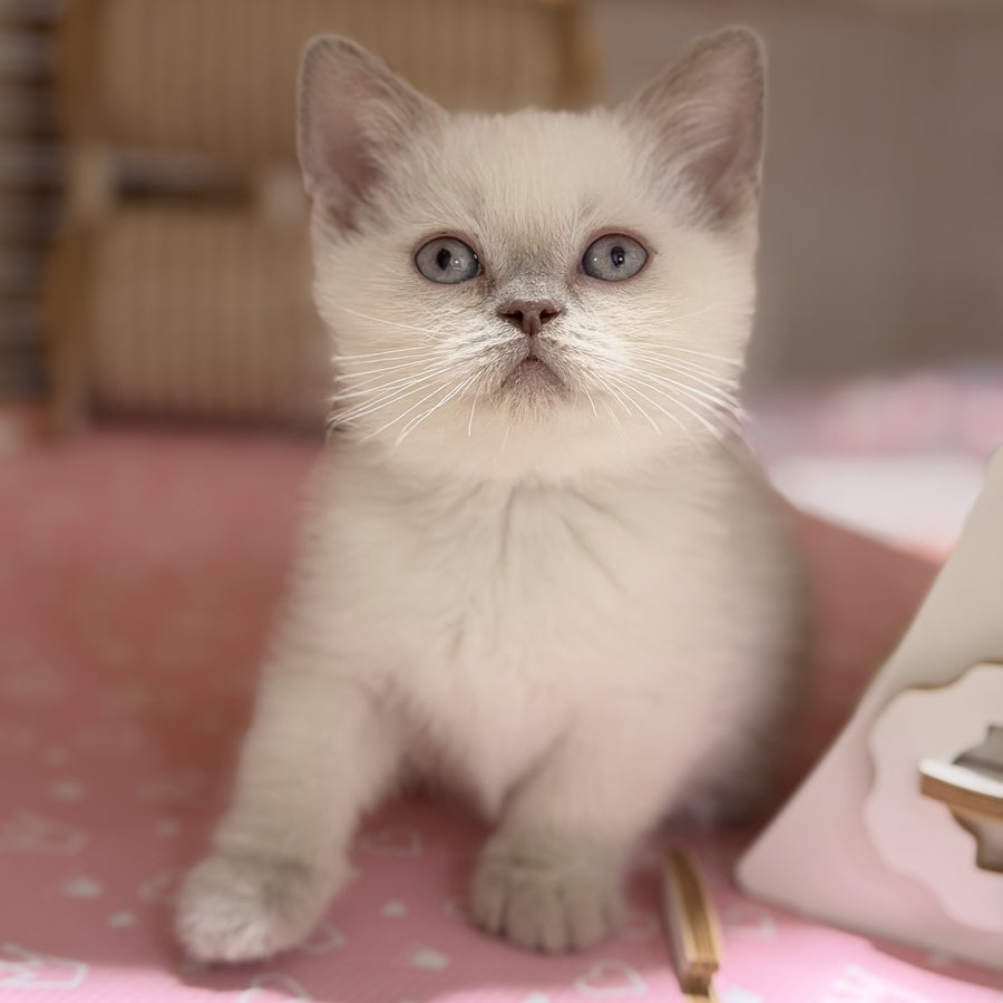 Stitch British Shorthair male, lilac pointed