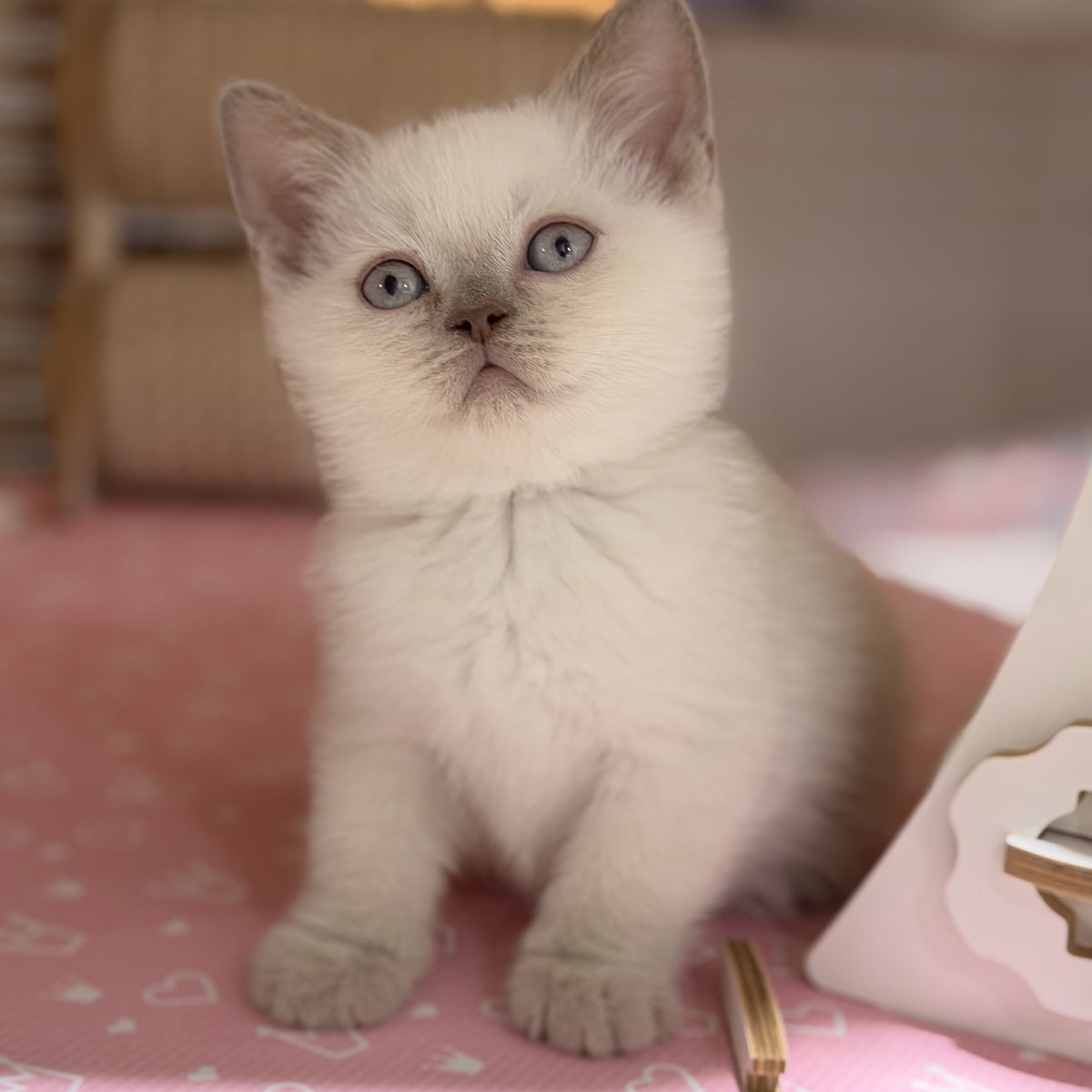 Stitch British Shorthair male, lilac pointed