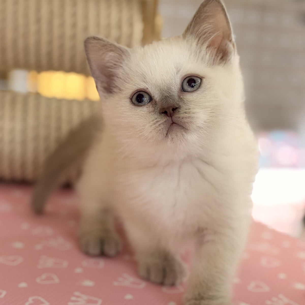 Stitch British Shorthair male, lilac pointed