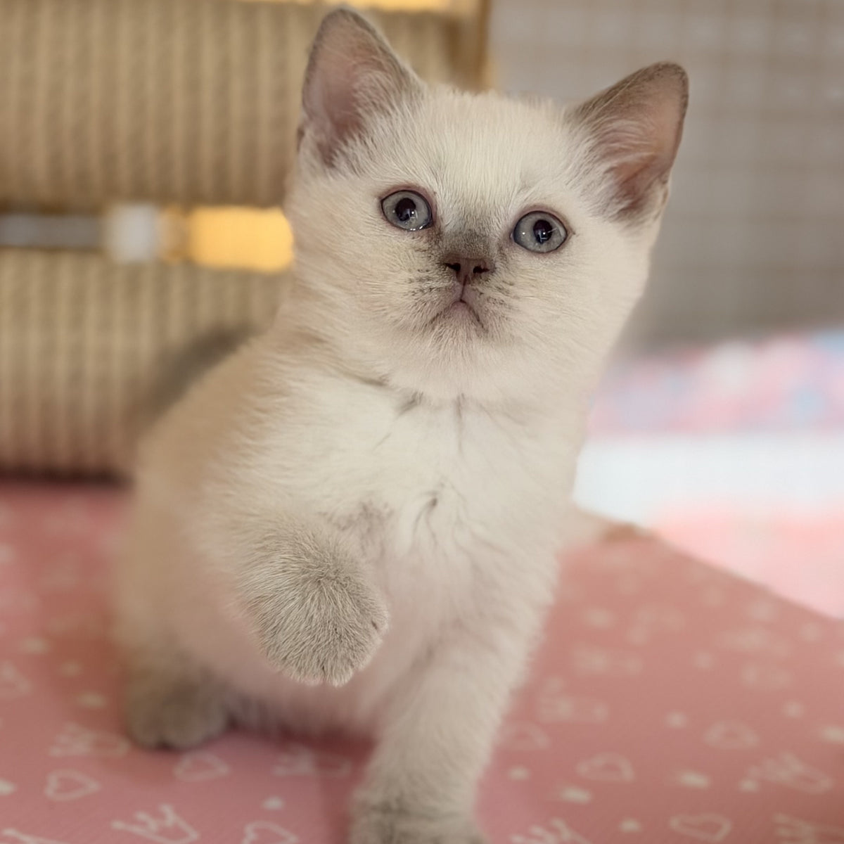 Stitch British Shorthair male, lilac pointed