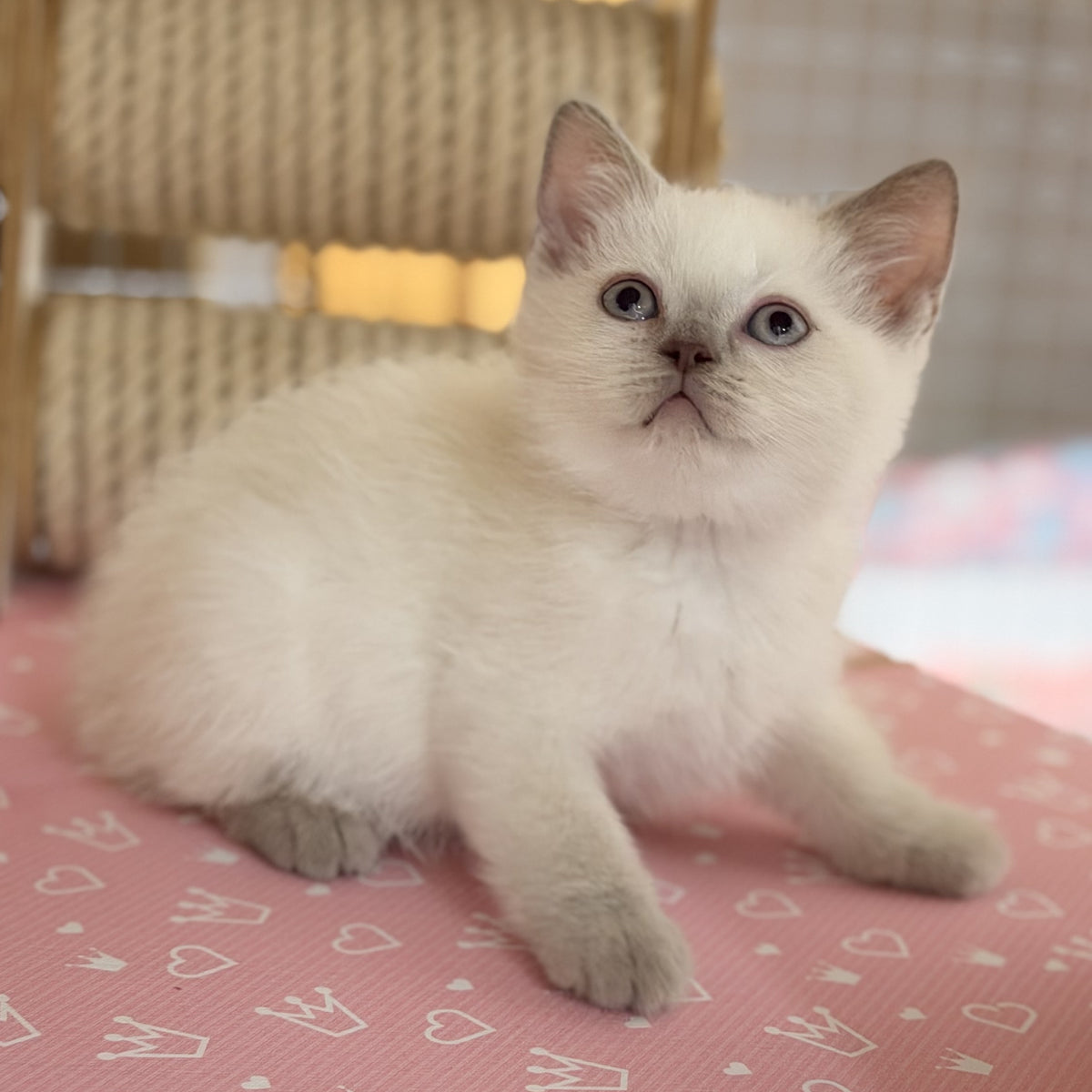 Stitch British Shorthair male, lilac pointed