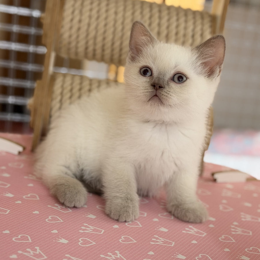 Stitch British Shorthair male, lilac pointed