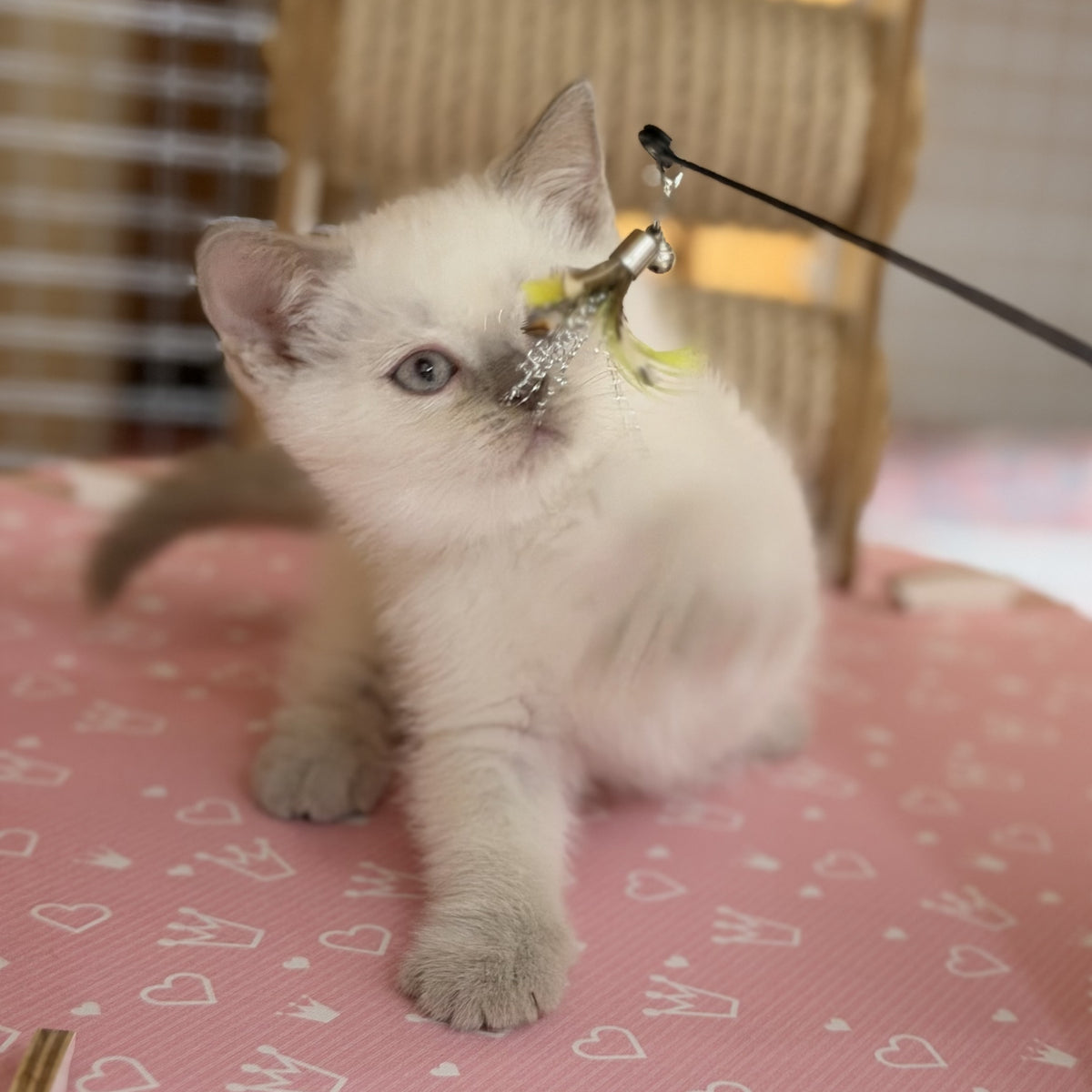 Stitch British Shorthair male, lilac pointed