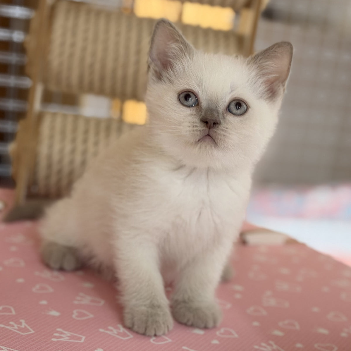 Stitch British Shorthair male, lilac pointed