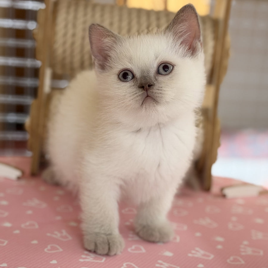 Stitch British Shorthair male, lilac pointed