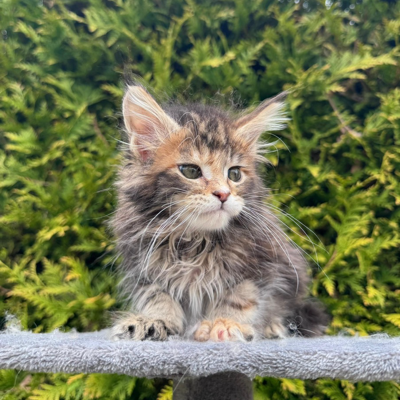 Gabriel Maine Coon female, black tortie spotted tabby