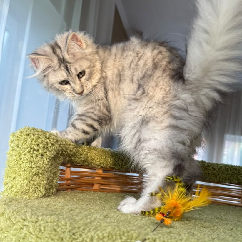 Illada Maine Coon female, black tortie silver tabby