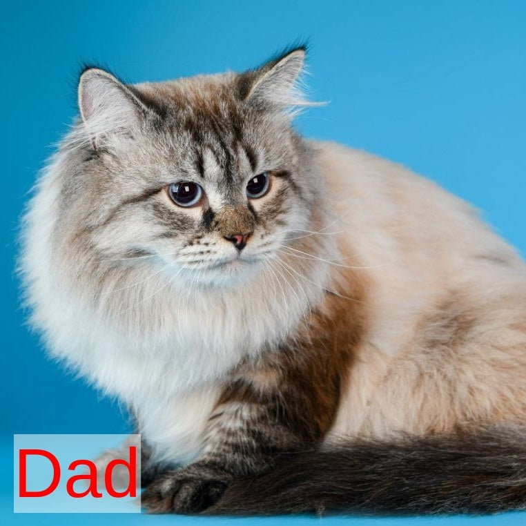Caleb Siberian male, seal tabby pointed with white