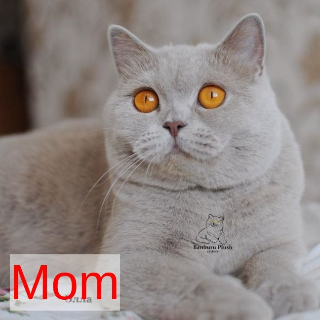 Rose British Shorthair female, chocolate