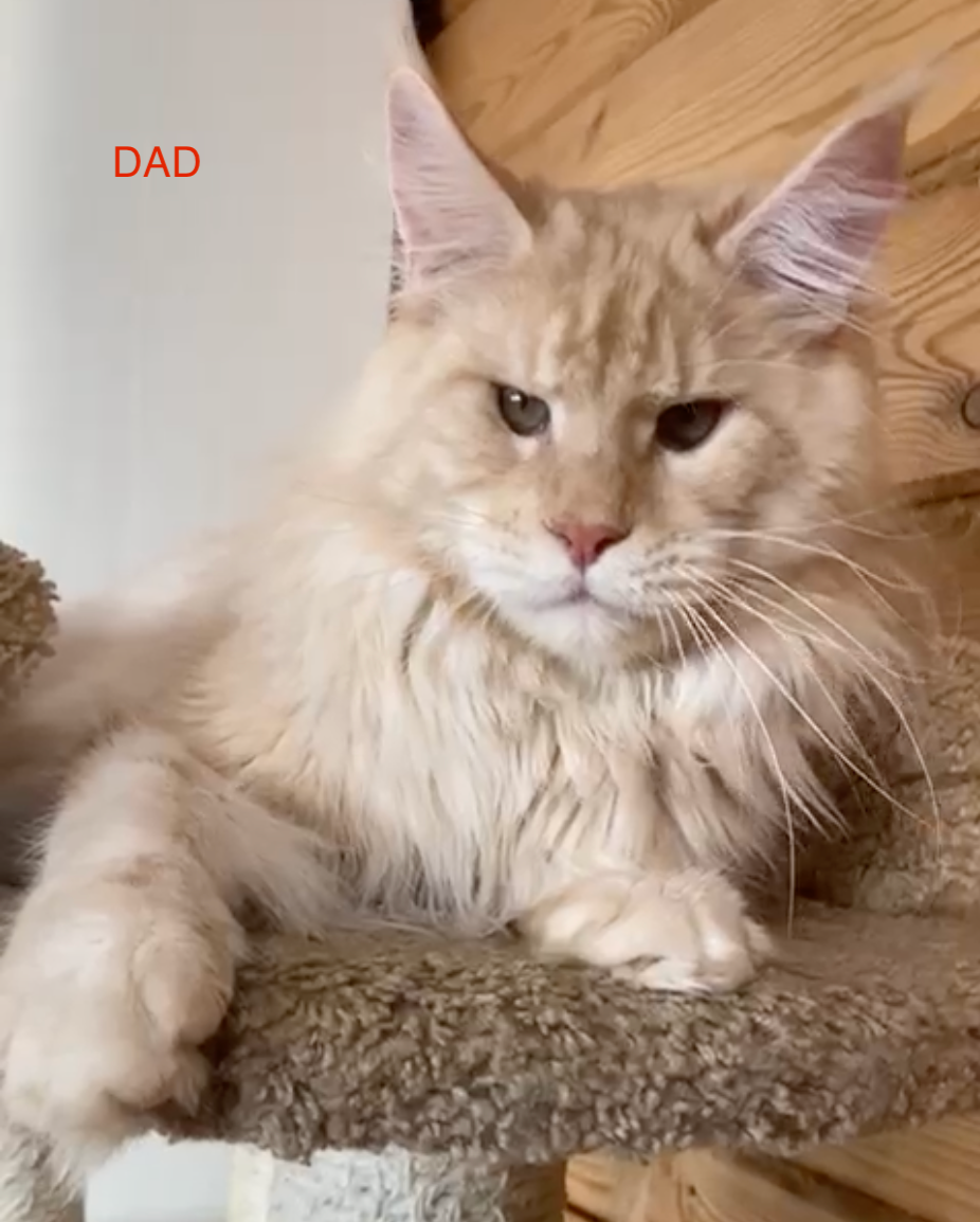 Diva Maine Coon female, tortie ticked tabby