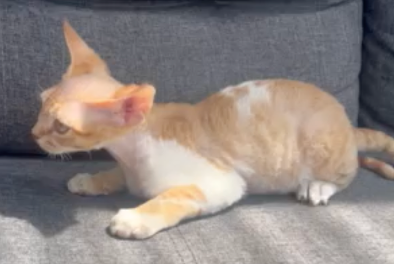 Ben Devon Rex male, red spotted tabby bicolour