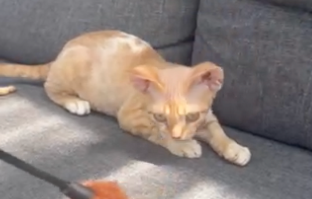 Ben Devon Rex male, red spotted tabby bicolour