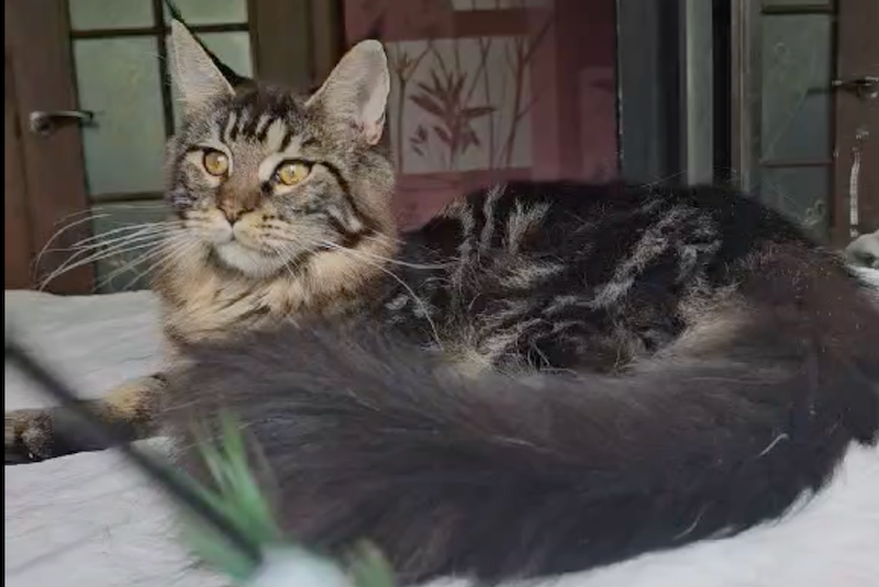 Sakura Maine Coon female, black tabby