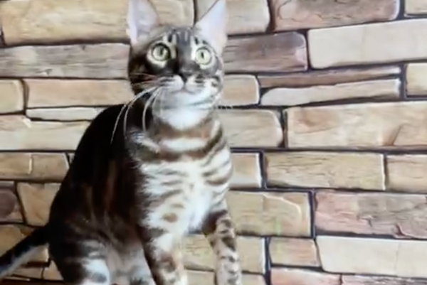 Gatito Bengal male black amber spotted tabby - live animals