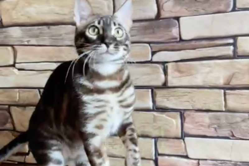 Gatito Bengal male black amber spotted tabby - live animals