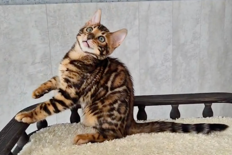 Chester Bengal male, black spotted tabby