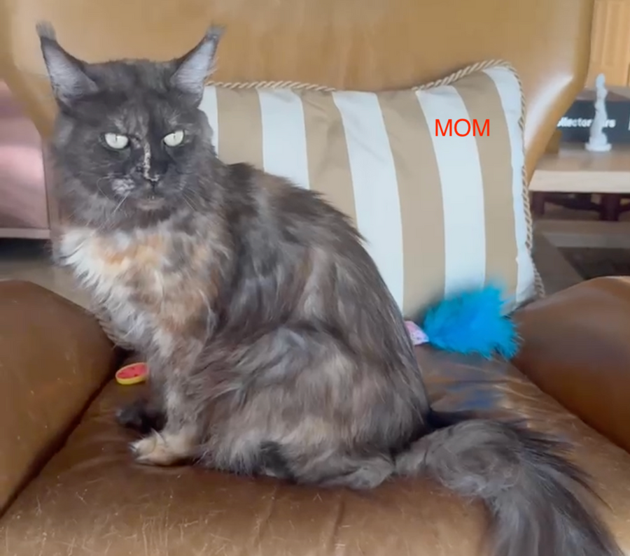 Phoebe Maine Coon female, black silver tabby