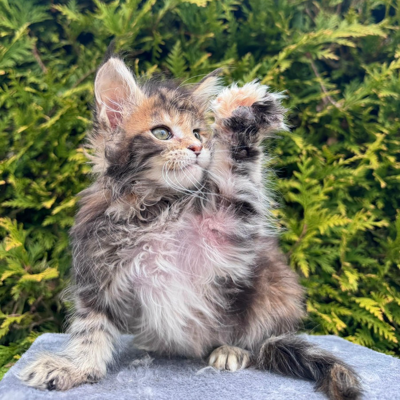 Gabriel Maine Coon female, black tortie spotted tabby