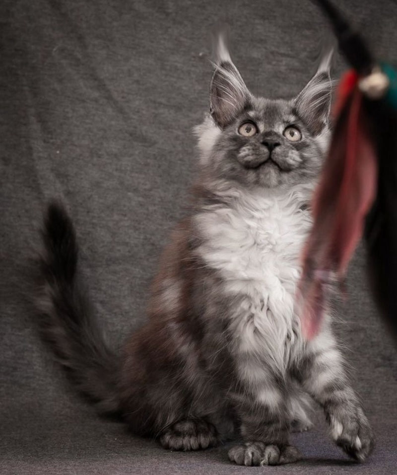 Flora Maine Coon polydactyl female, black smoke