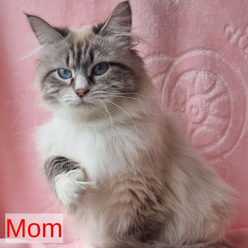 Caleb Siberian male, seal tabby pointed with white
