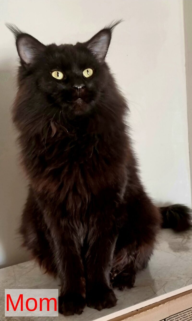 Dafna Maine Coon female black silver tabby - live animals
