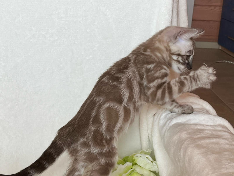 Tagri Munchkin female, black golden tabby
