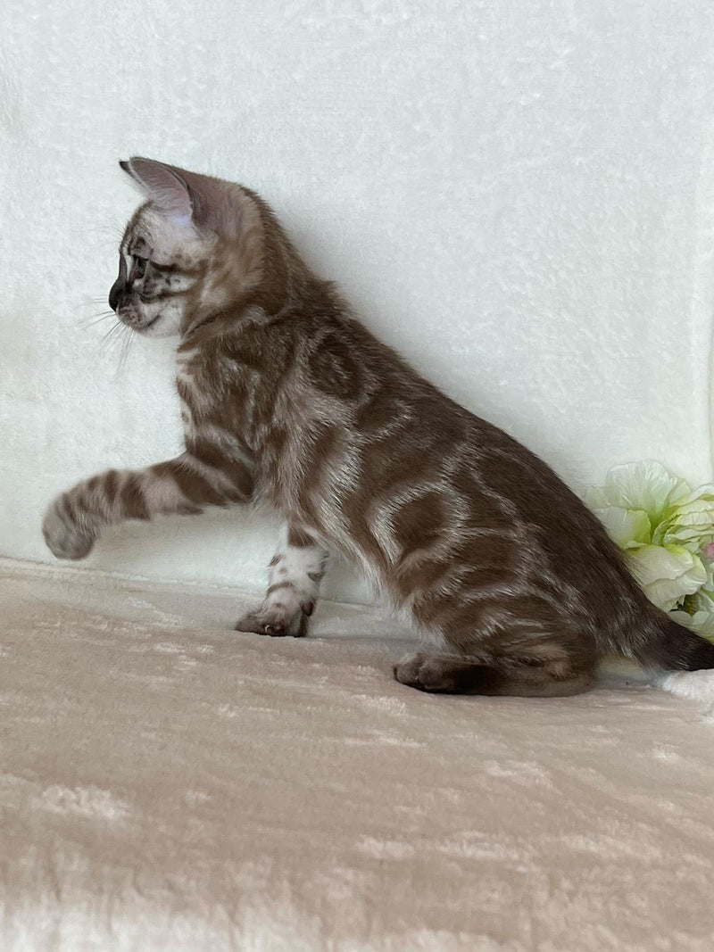 Jay-Jay Munchkin male, blue tabby