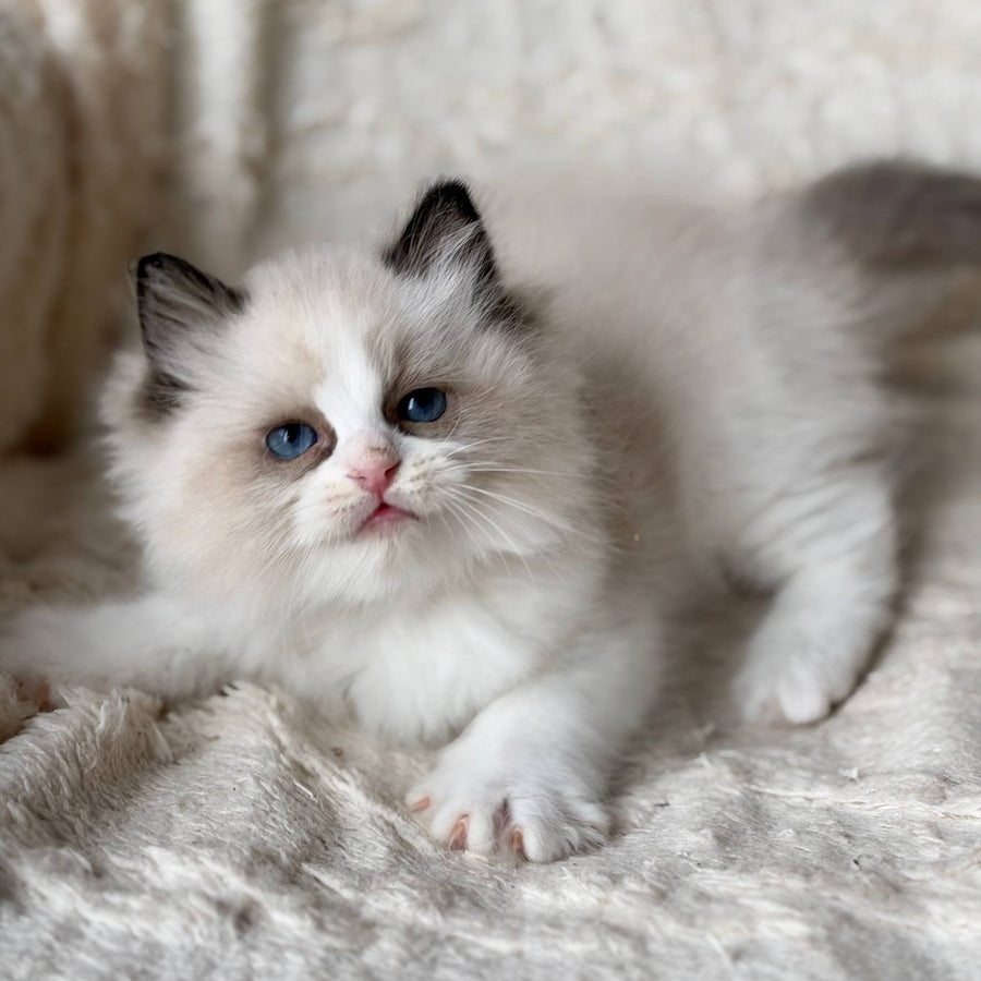 Rory Ragdoll male, black bicolour