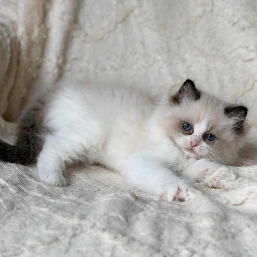 Rory Ragdoll male, black bicolour