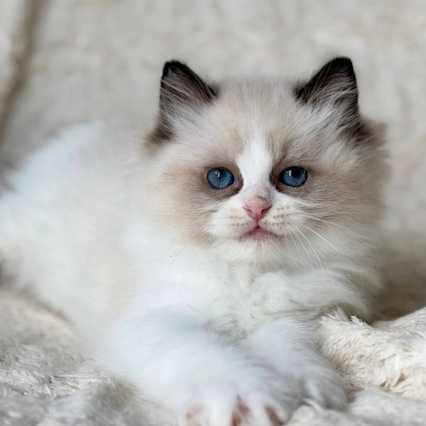 Rory Ragdoll male, black bicolour