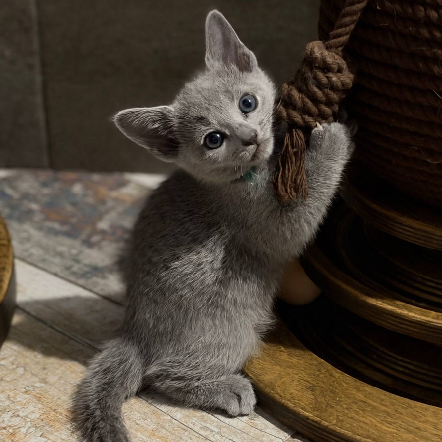Nairn Russian Blue female, blue