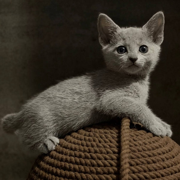 Nairn Russian Blue female, blue