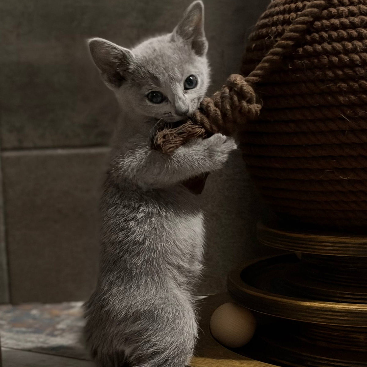 Nairn Russian Blue female, blue