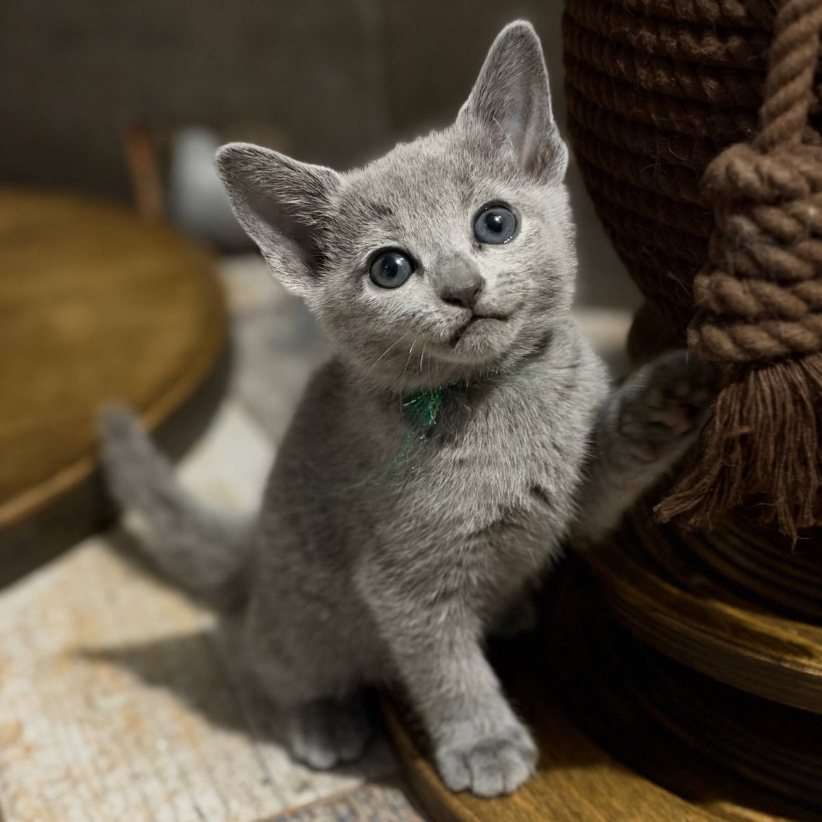 Nairn Russian Blue female, blue