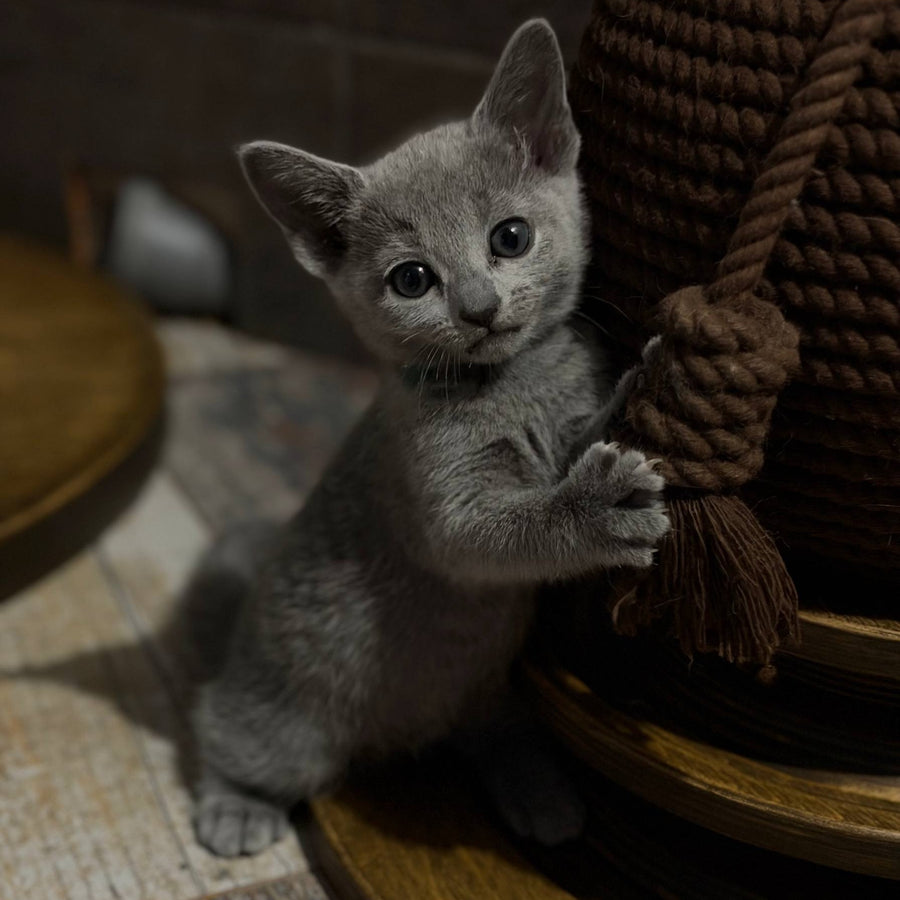 Nairn Russian Blue female, blue